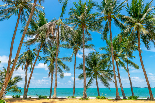 Coconut trees lined the beach and bright sky