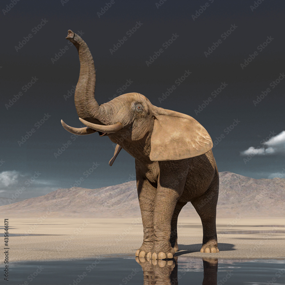Fototapeta premium african elephant is doing a scent pose on desert after rain
