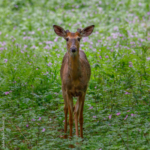 White-tailed Buck (Odocoileus virginianus) in the process of molting during spring with velvet antlers in morning sun. Selective focus, background and foreground blur 