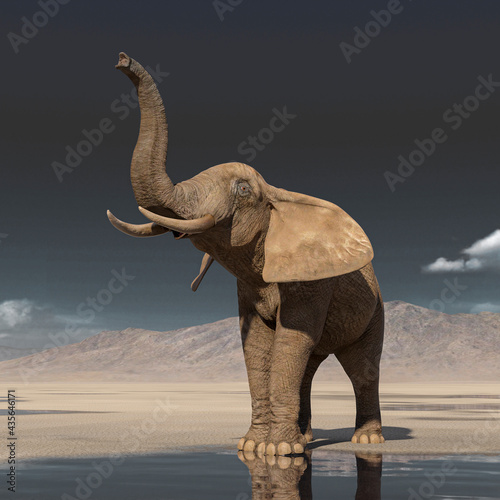 african elephant is doing a scent pose on desert after rain