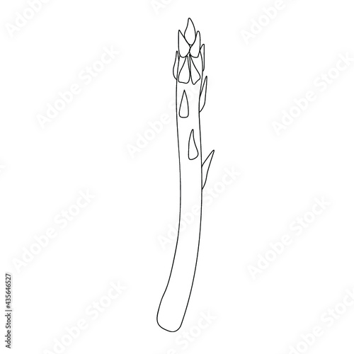 Asparagus Vegetable outline object. Detailed vegetarian food drawing. Farm market product. Great for menu  label  icon