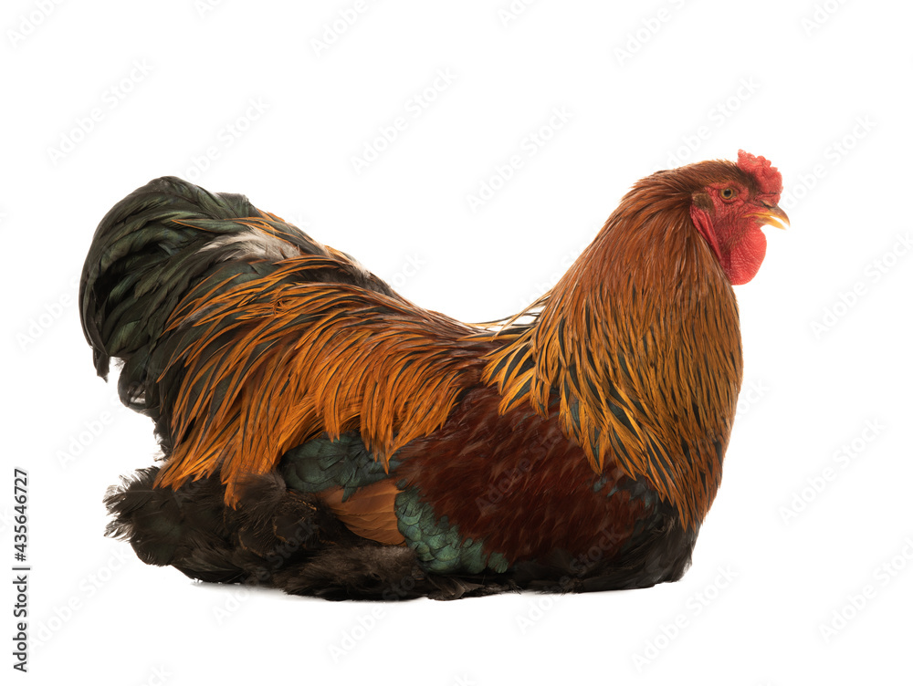 big rooster isolated on white background