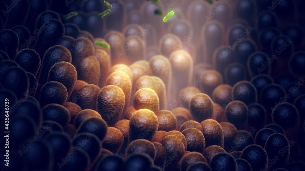 Animation of Intestinal bacteria. Gut microbiome helps control intestinal digestion and the immune system. Probiotics are beneficial bacteria used to help the growth of healthy gut flora.