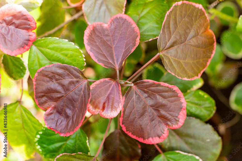 Closeup red autum leaf of iresine diffusa ,bloodleaf, herbstii plants.Irisine ornamental plant, beautiful and fresh leaf pattern, Tropic natural leaves Closeup red autum leaf of iresine diffusa ,bloodleaf, herbstii plants.Irisine ornamental plant, beautiful and fresh leaf pattern, Tropic natural leaves
