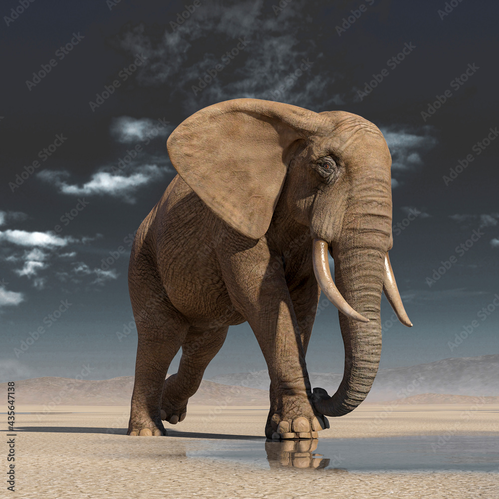 Obraz premium african elephant is walking on desert after rain front view