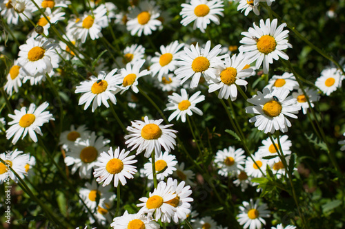 Flowering. Chamomile. Blooming chamomile field  Chamomile flowers. Natural herbal treatment.