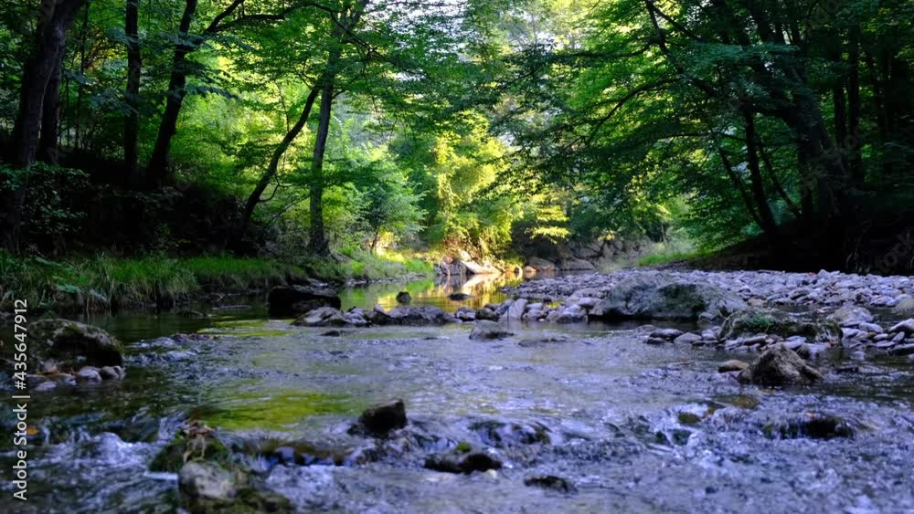beautiful river in green forest beautiful river in green forest