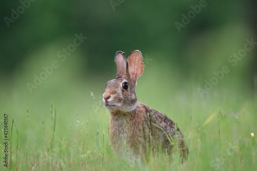 rabbit in the grass © Pam