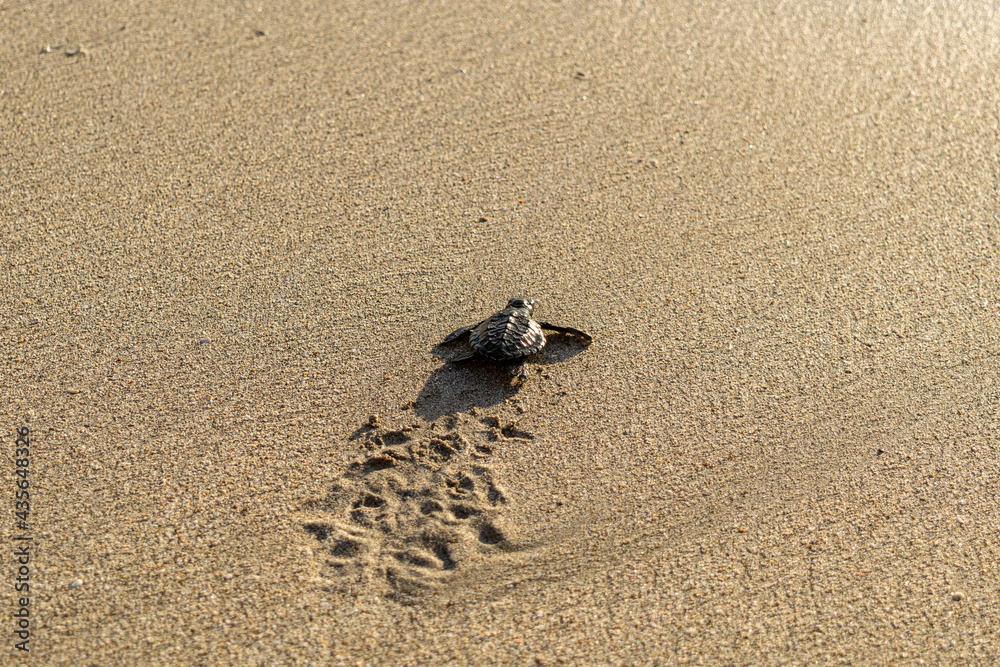 Obraz premium Baby turtle taking first steps towards ocean. This image was shot at time time of sunset.