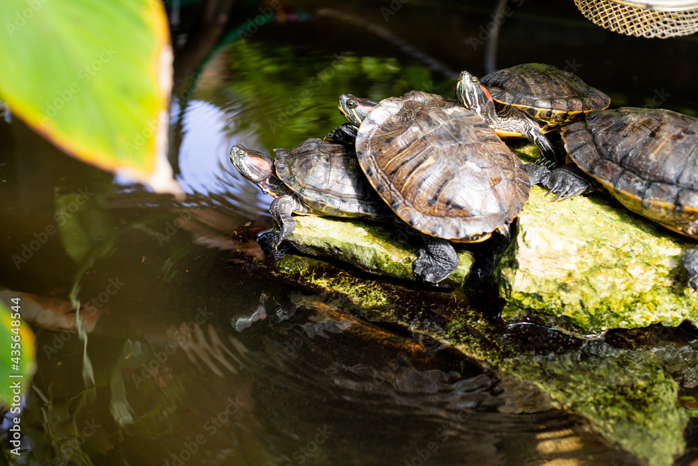 Pond slider turtles resting near the water,fresh water pond.Brazilian turtle or Red-eared slider terrapin sunbathing. Pond slider turtles resting near the water,fresh water pond.Brazilian turtle or Red-eared slider terrapin sunbathing.