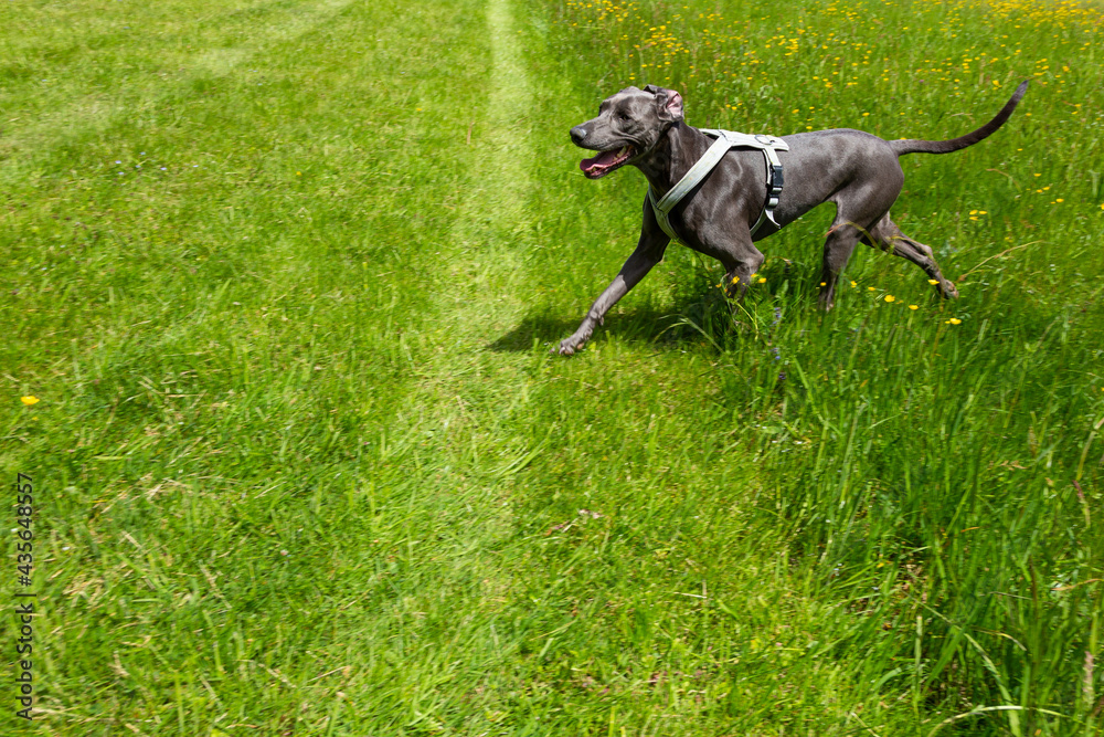 weimaraner dog running on a meadow