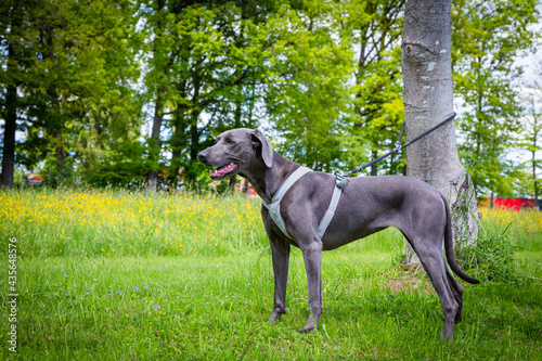 grey weimaraner pet stands beside a tree