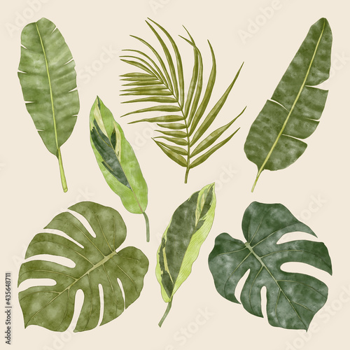 Summer tropical exotic green monstera leaves, palm and banana leaves