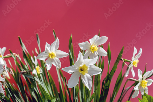 White daffodils on a bright pink background in daylight.