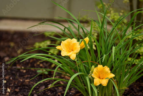 daffodils in spring