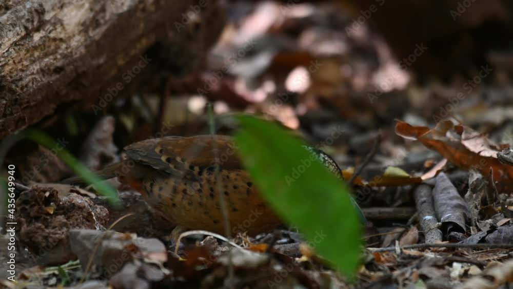Eared Pitta, Hydrornis phayrei, Thailand; hiding behind a leaf of a plant growing low on the ground, foraging for something to eat, moving leaves and other materials with its bill. Eared Pitta, Hydrornis phayrei, Thailand; hiding behind a leaf of a plant growing low on the ground, foraging for something to eat, moving leaves and other materials with its bill.