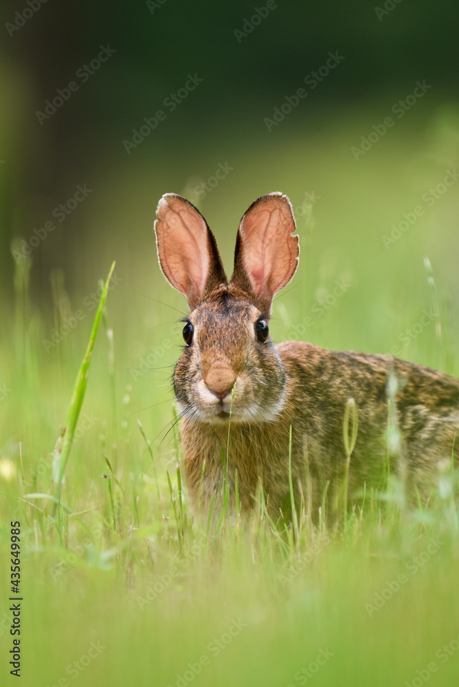 Fototapeta premium rabbit in the grass