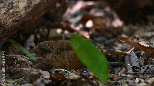 Eared Pitta, Hydrornis phayrei, Thailand; hiding behind a leaf of a plant growing low on the ground, foraging for something to eat, moving leaves and other materials with its bill. photo