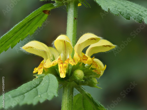 Gewöhnliche Goldnessel (Lamium galeobdolon) photo