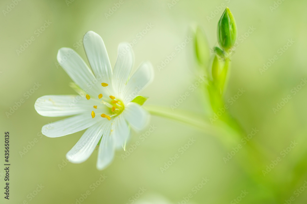 fleur des champs blanche petite sur fonds vert en plan rapproché en plein  jour Stock Photo | Adobe Stock