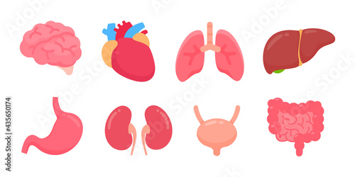 Vector human organs. Human body internal parts Concept of study of body systems.