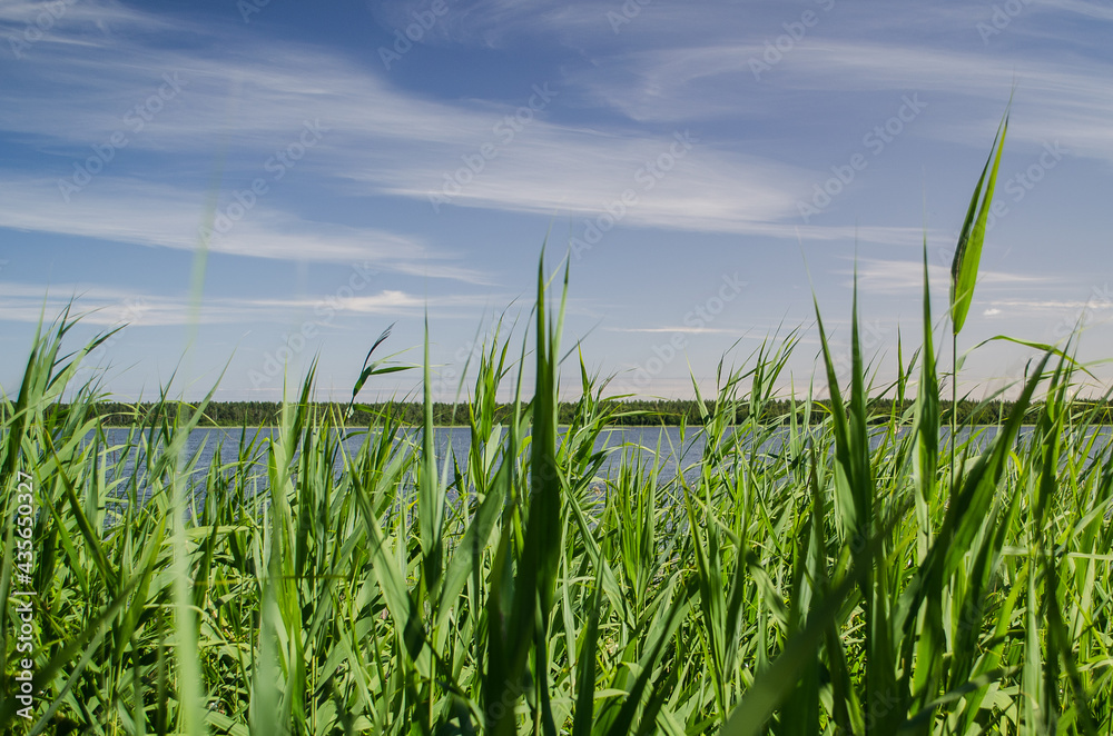 Reeds along the shore of Busnieks lake in Ventspils, Latvia.