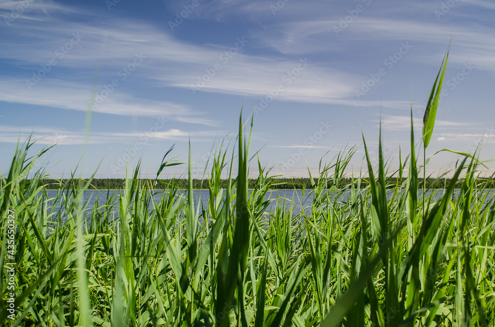 Obraz premium Reeds along the shore of Busnieks lake in Ventspils, Latvia.
