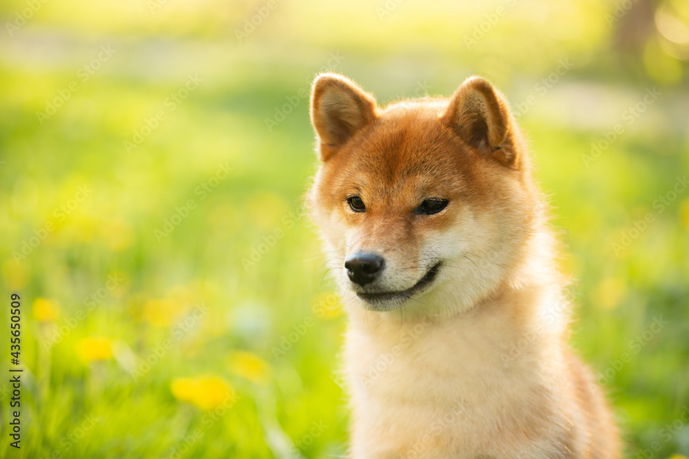 Beautiful and happy red shiba inu dog sitting in the green grass in summer. Cute japanese red dog posing at sunset.