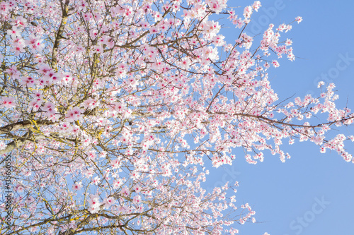 Albero di ciliegio fiorito photo