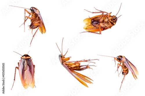 Several dead brown cockroaches isolated on white background. They are insects that live in the house and like to eat food waste.