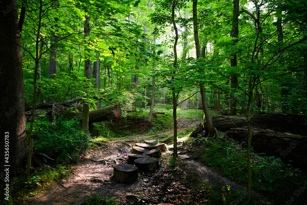 Admiring the beautiful light shining through the tree leaves and the morning fog on a challenging woodland trail near Pittsburgh in Western Pennsylvania on a spring day of May 25th, 2021. Admiring the beautiful light shining through the tree leaves and the morning fog on a challenging woodland trail near Pittsburgh in Western Pennsylvania on a spring day of May 25th, 2021.
