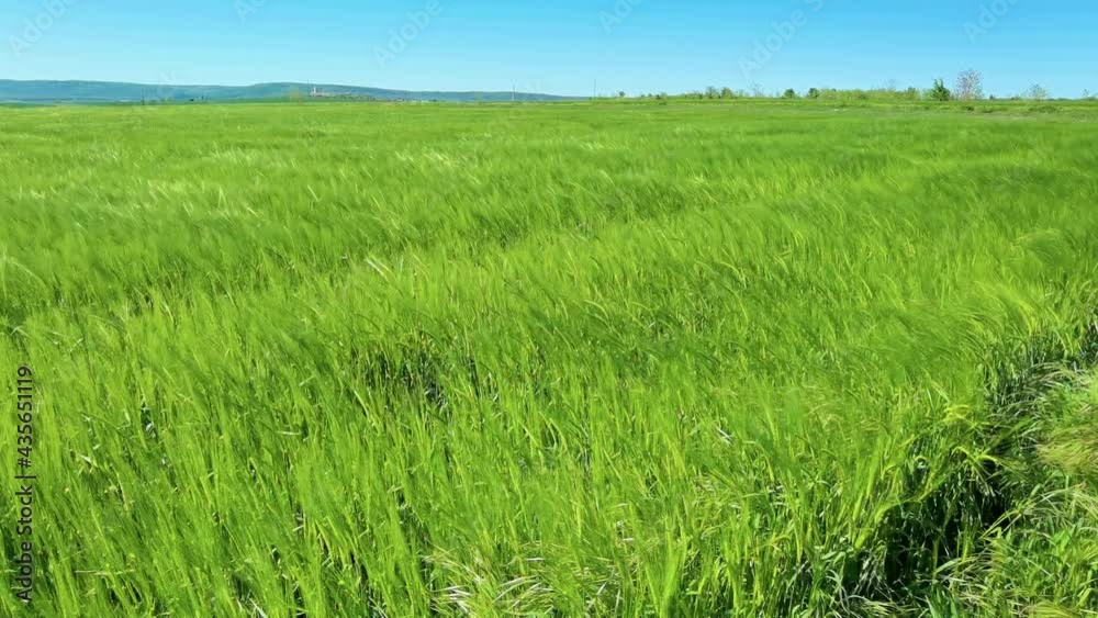 A gusty wind plays with green wheat in the field. Natural background A gusty wind plays with green wheat in the field. Natural background