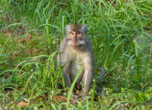 singe à Ubud