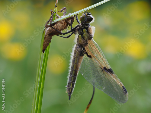 Vierfleck (Libellula quadrimaculata) photo