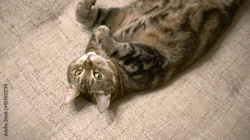 Domestic cat lies on the couch and turns to the camera.
