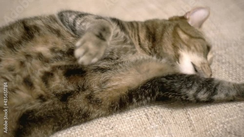 A domestic cat lies on the couch and licks itself and its paw.