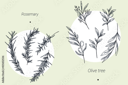 Rosemary and olive tree collection, hand drawn icolated plants photo