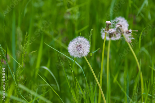 Blooming dandelion with white fluff on a meadow in the green grass.