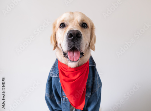 A cute dog in a jeans jacket and with a red bandana around his neck sits on a white background. The golden retriever is smiling and looking at the camera.