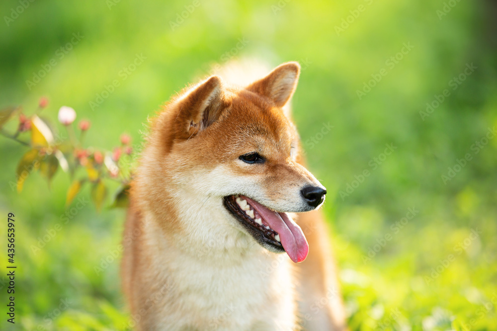 Beautiful red shiba inu dog on cherry blossom's and grass background. Japanese shiba dog and blooming sakura. Hanami