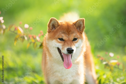 Beautiful red shiba inu dog on cherry blossom s and grass background. Japanese shiba dog and blooming sakura. Hanami