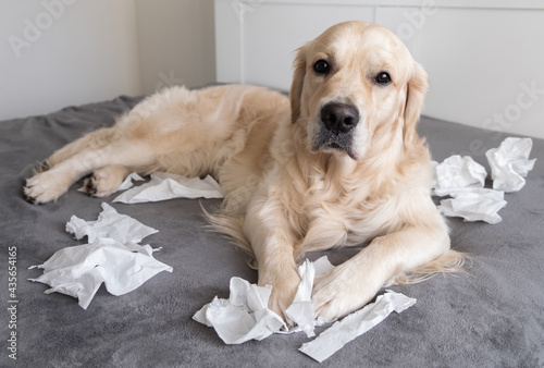 the dog on the bed gnaws at white napkins from excitement or play. the golden retriever has made a mess in the bedroom. Pets alone at home concept.