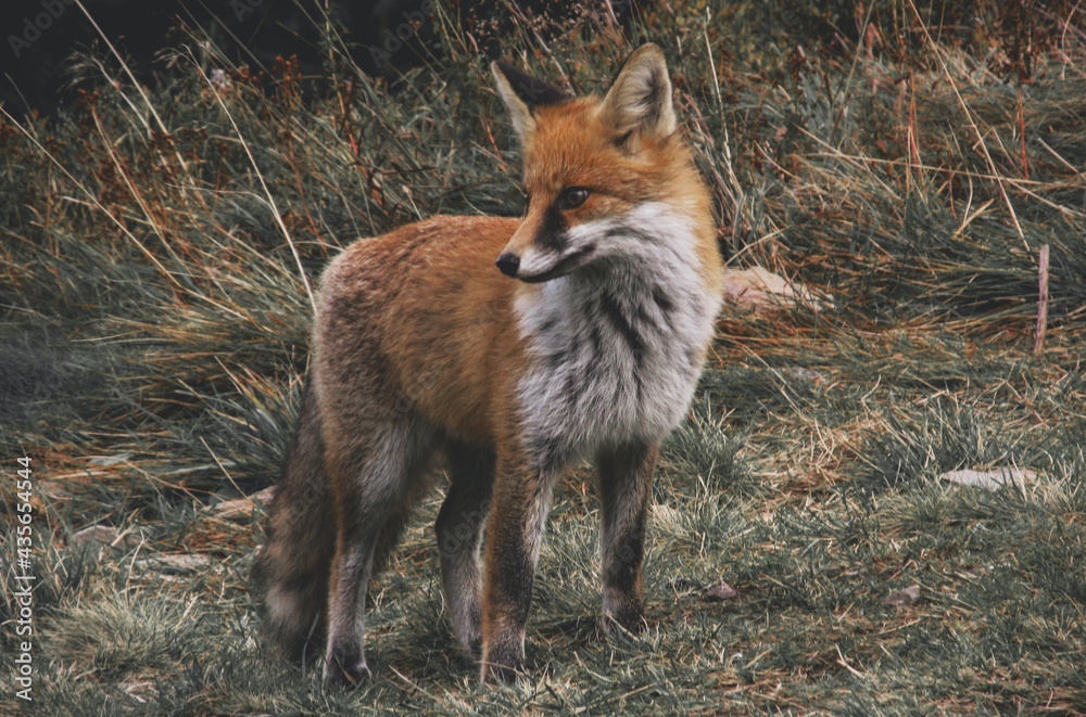 Hunting and alert Red Fox