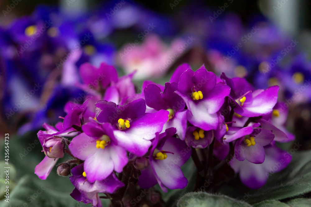 decorative lilac and purple flowers and green leaves on a blurred background decorative lilac and purple flowers and green leaves on a blurred background