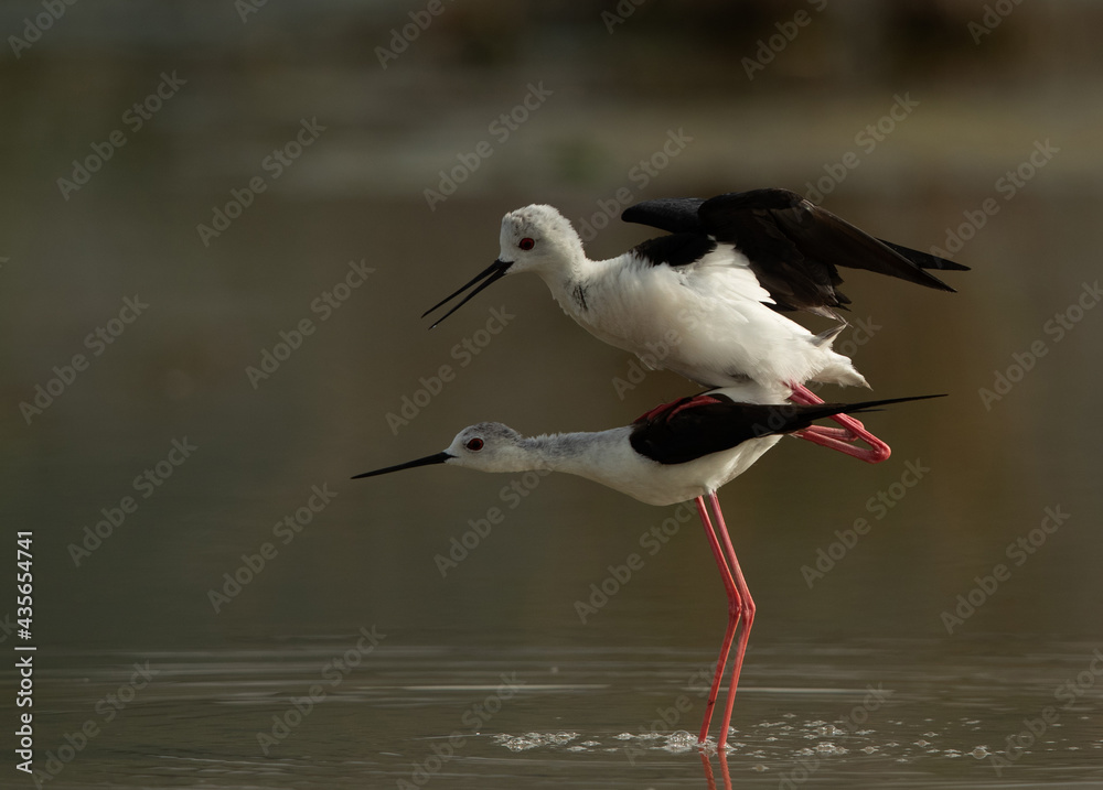 Black-winged Stilts mating at Asker Marsh, Bahrain Black-winged Stilts mating at Asker Marsh, Bahrain