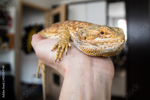 Detail of male Bearded dragon (pogona) held in hand photo