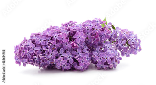 Bouquet of purple lilacs with leaves.