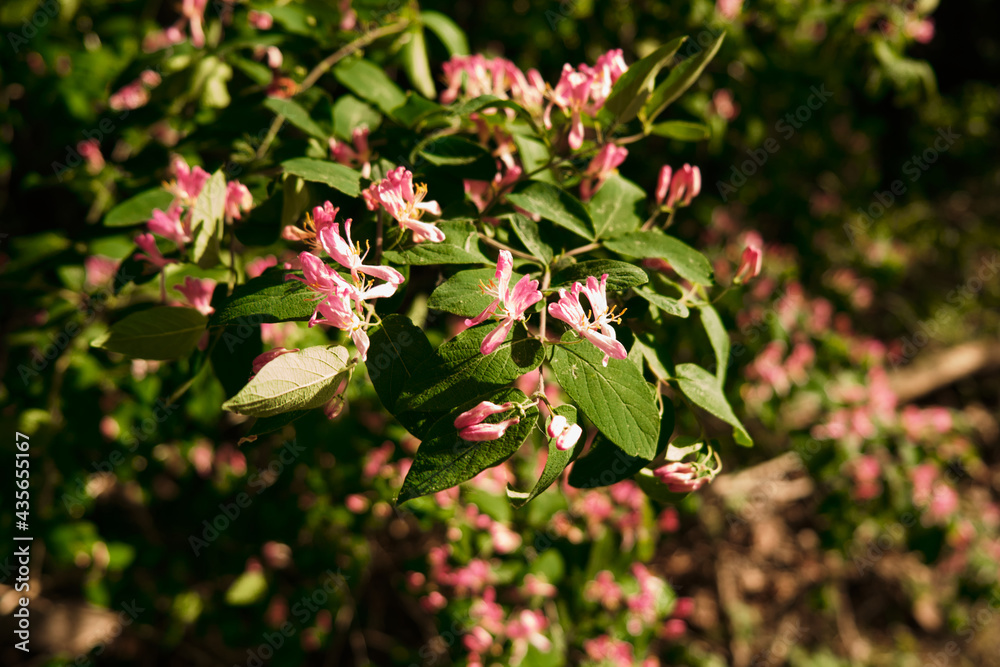 pink beautiful spring blooming flowers with direct sunlight pink beautiful spring blooming flowers with direct sunlight