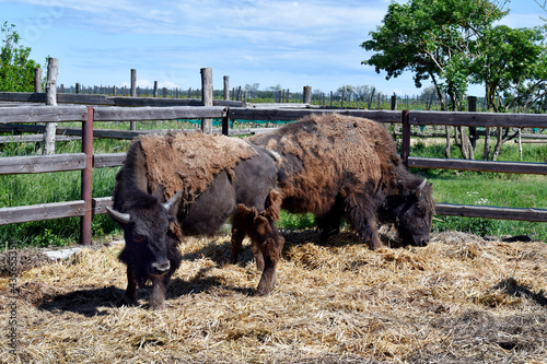 Canvas Print Austria, Bison breeding