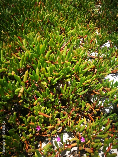 Photograph of xerophytic vegetation on a Caribbean island. photo